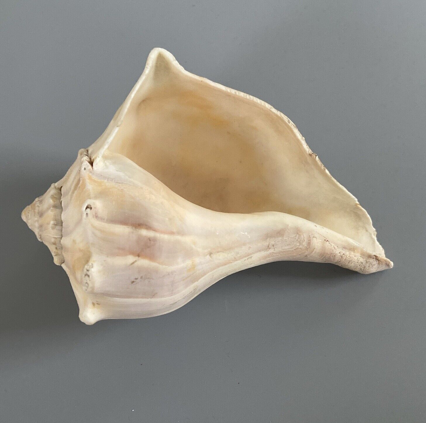 Medium Lightning Whelk 5.5” Conch Like Seashell Sea Shell Beach Nautical Decor