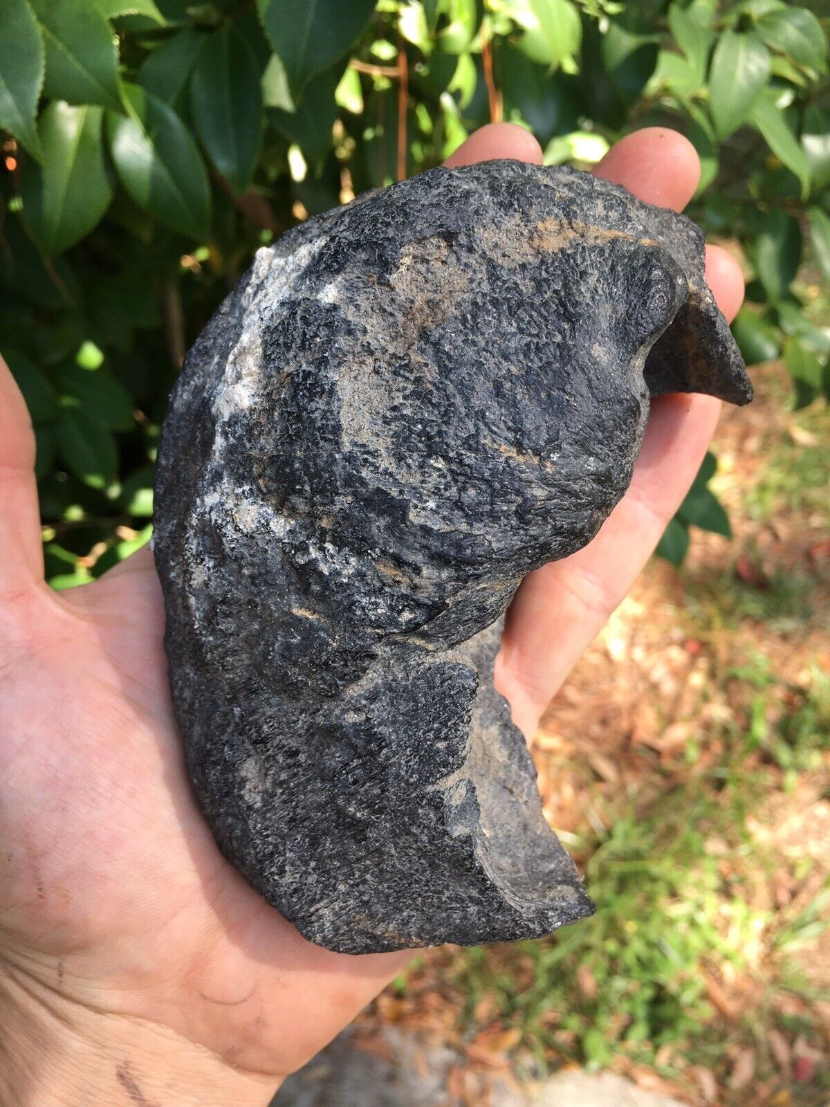 Massive Whale Inner Ear Bone Fossil South Carolina 5.5” 1 Lb 7 Oz Megalodon Era