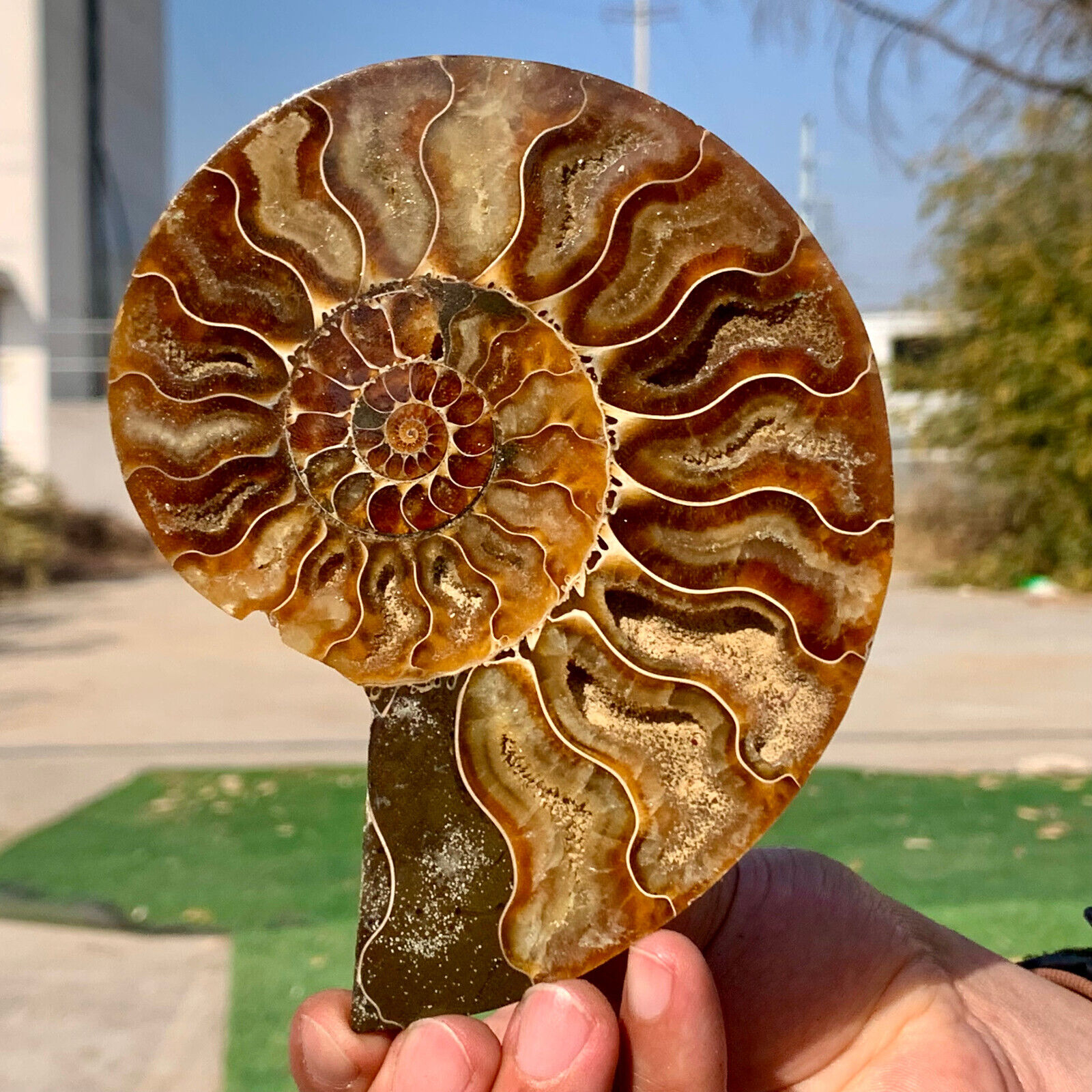 239G  Rare Natural Tentacle Ammonite FossilSpecimen Shell Healing Madagascar