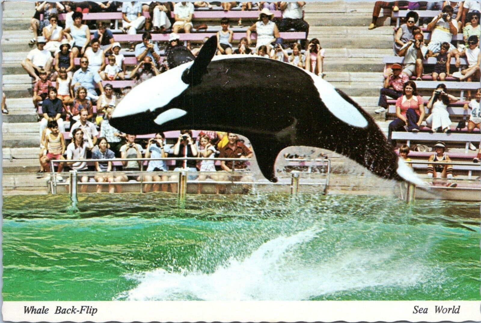 Sea World Orlando Florida Postcard 1970s Shamu Killer Whale Orca Back Flip LD