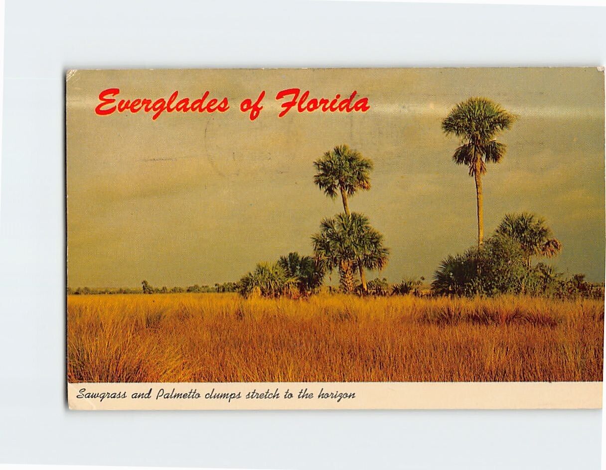 Postcard Sawgrass & Palmetto Clumps Stretch to the Horizon Everglades of Florida