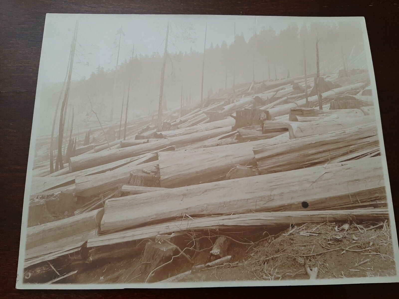 Antique Photo Of Deforestation In California