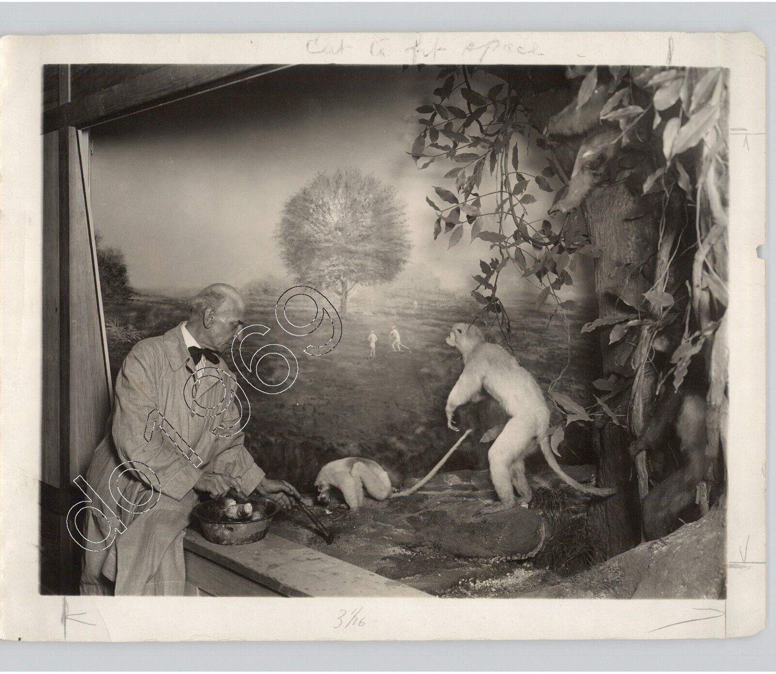 Man w/ Lemur Diorama @ American Museum Natural History 1921 Press Photo