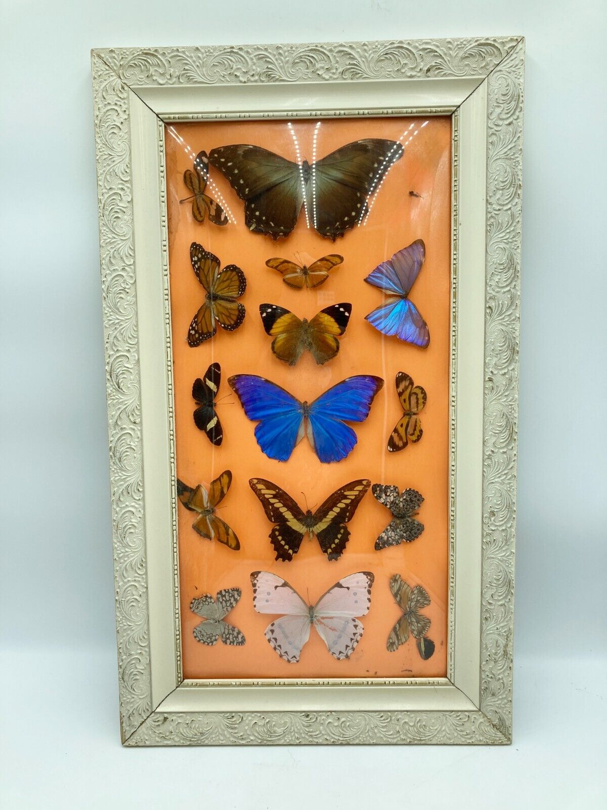 Vtg Framed Butterfly Collection Under Convex Glass Signed