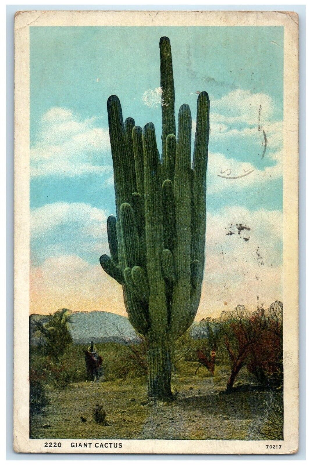 1934 Giant Cactus Seen In Deserts El Paso Texas TX Posted Vintage Postcard