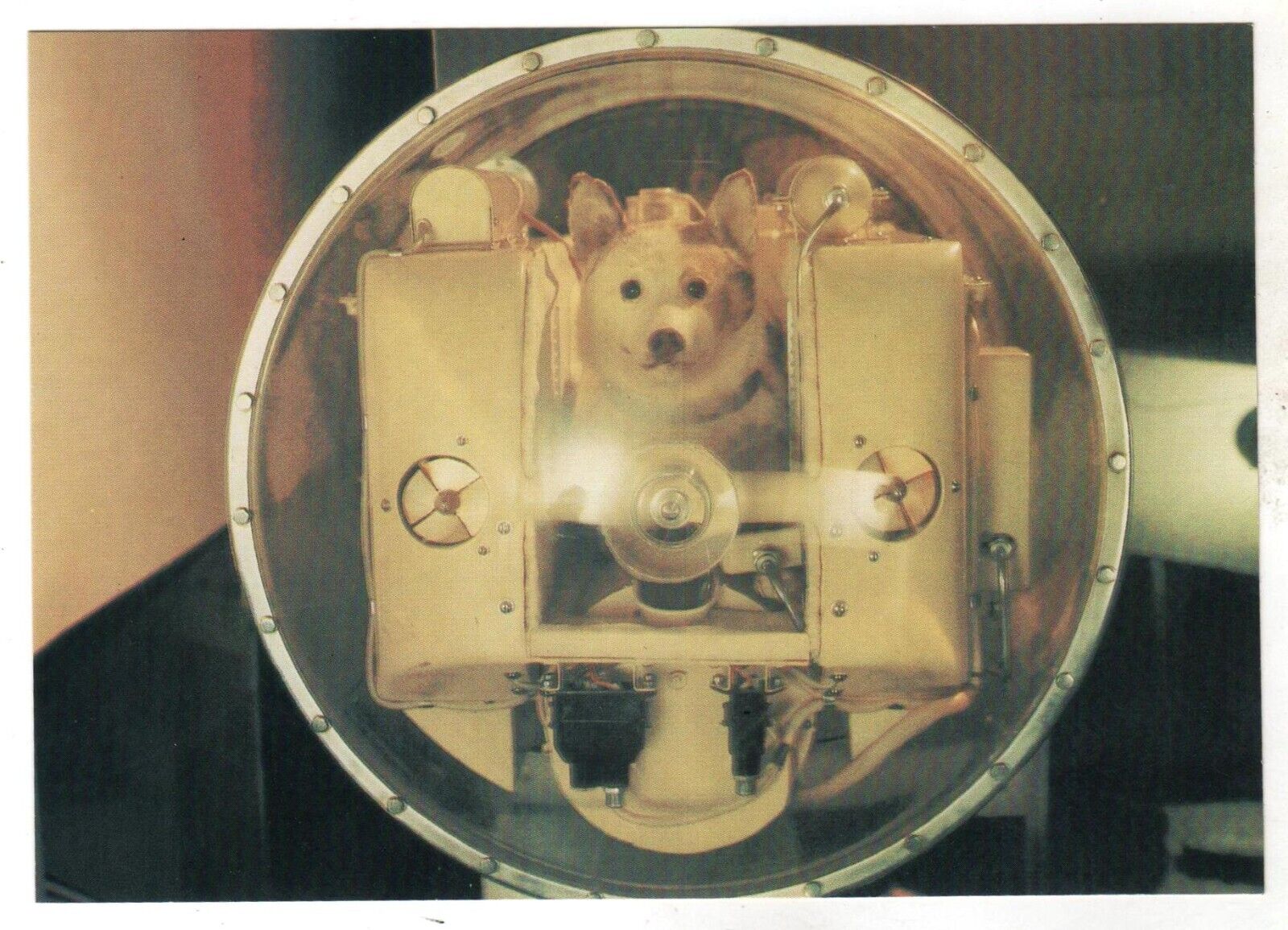 1985 SPACE DOG Laika The 1st passenger of space trip Russian Photo postcard OLD