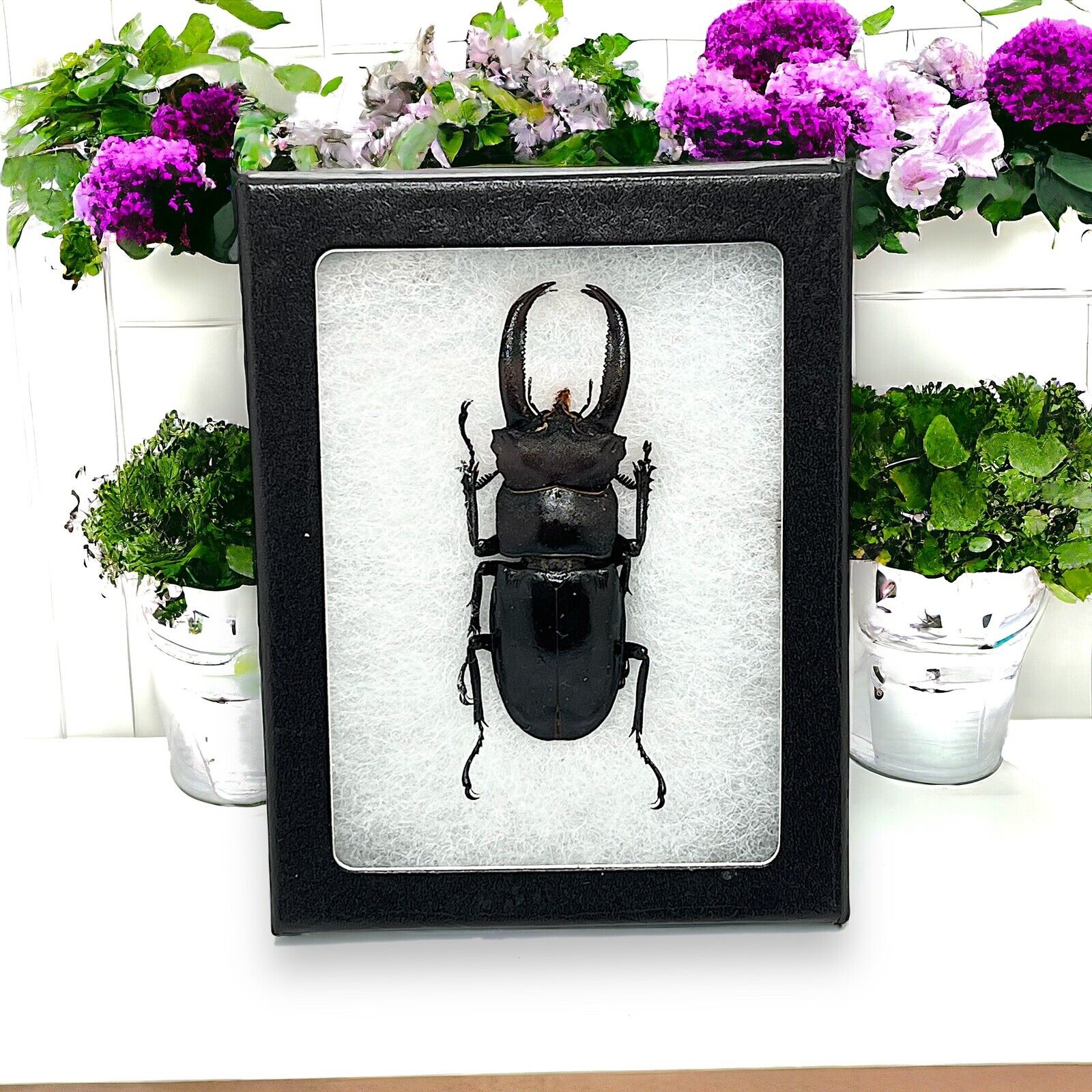 Dorcus Ritsme stag beetle Indonesia framed Glass Shadowbox Insect Bug