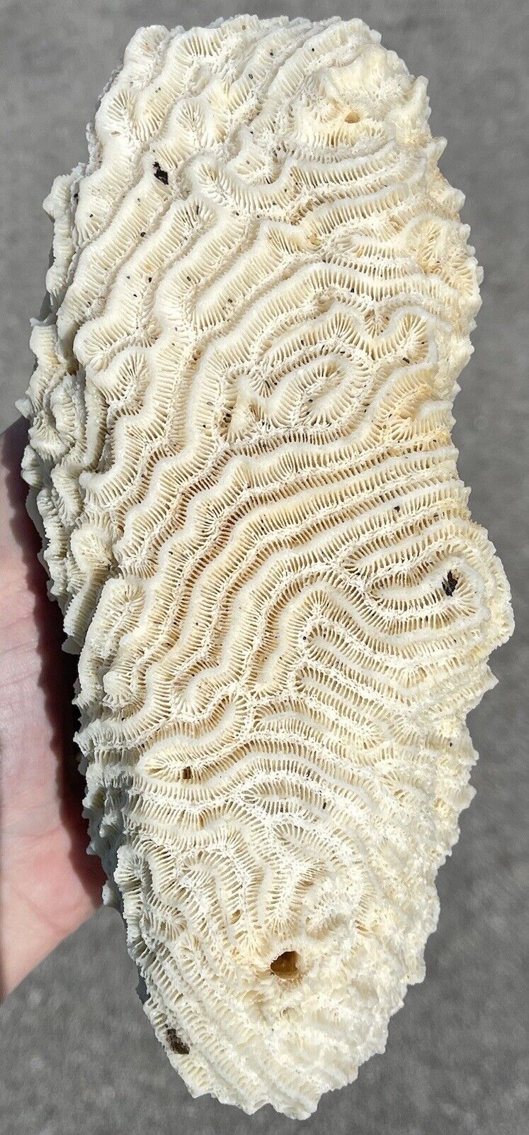 8” White Brain Coral Cluster Stromatolite Fossil Ocean Aquarium Decor 3Lb+