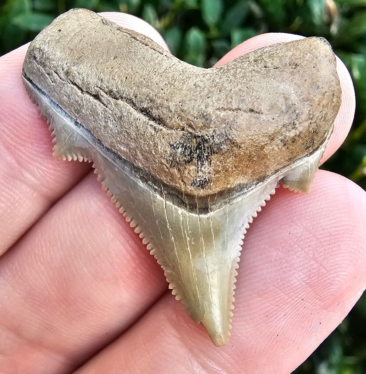 Lee Creek Chubutensis Shark Tooth Fossil