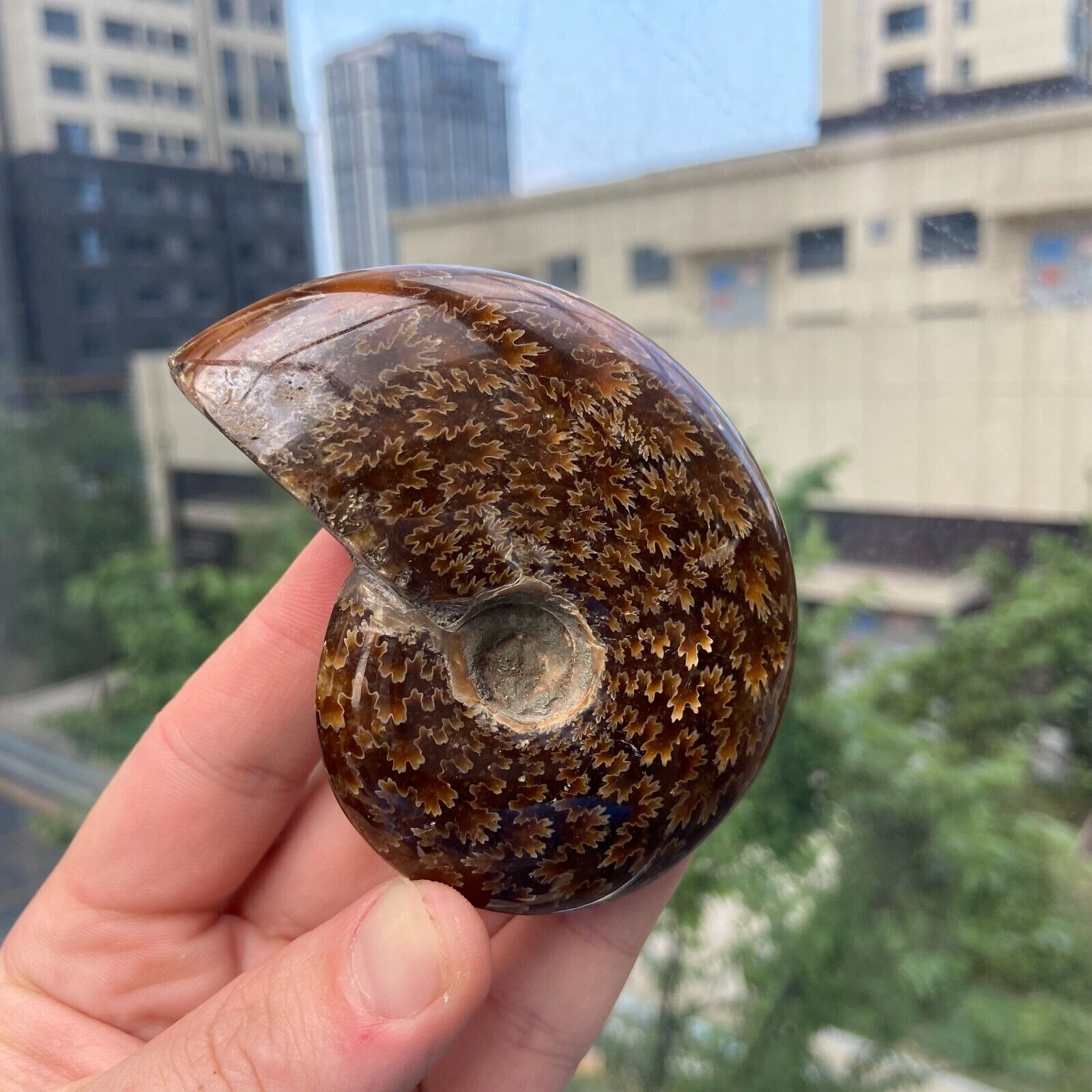 160g Natural Rare beautiful Conch Ammonite Fossil Quartz Specimen Reiki Healing
