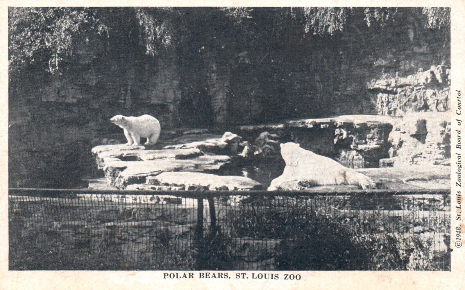 Postcard MO St Louis Zoo Missouri Polar Bears Unposted 1948 Vintage PC G6542
