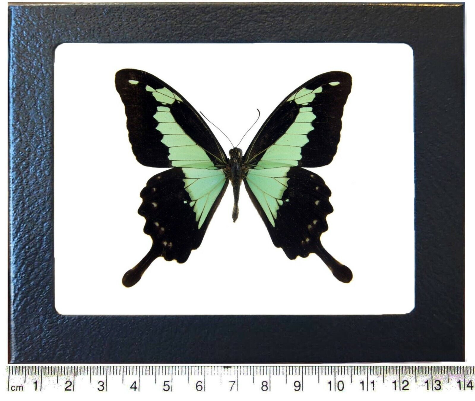 Papilio phorcas swallowtail green black butterfly Africa framed