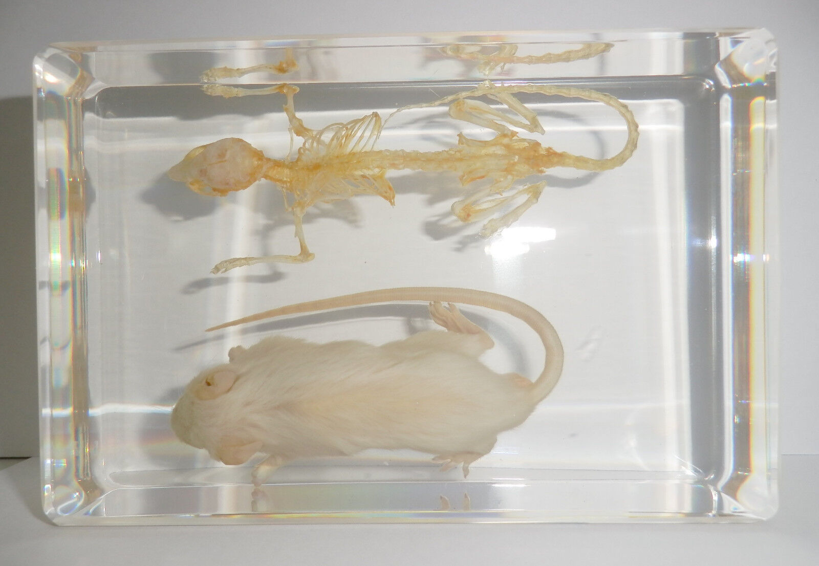White Mouse & Skeleton Set Laboratory Rat Rattus norvegicus Education Specimen