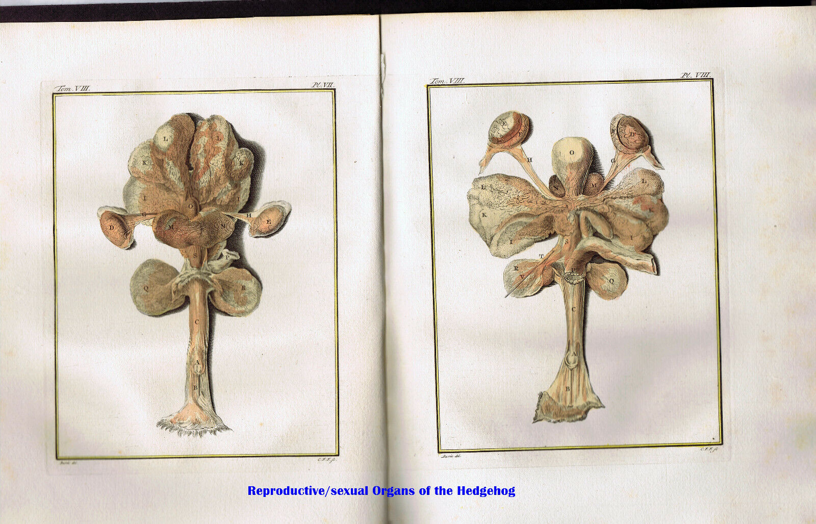 Reproductive/Sexual Organs of Hedgehog- Hand Colored 1767 Buffon Natural History