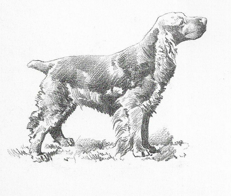 English Cocker Spaniel - CUSTOM MATTED - 1976 Vintage Dog Art Print - Cozzaglio
