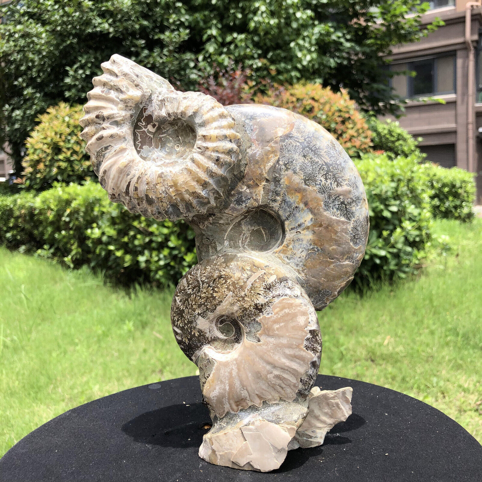 4.07LB TOP Natural Beautiful ammonite fossil conch Crystal specimen heals
