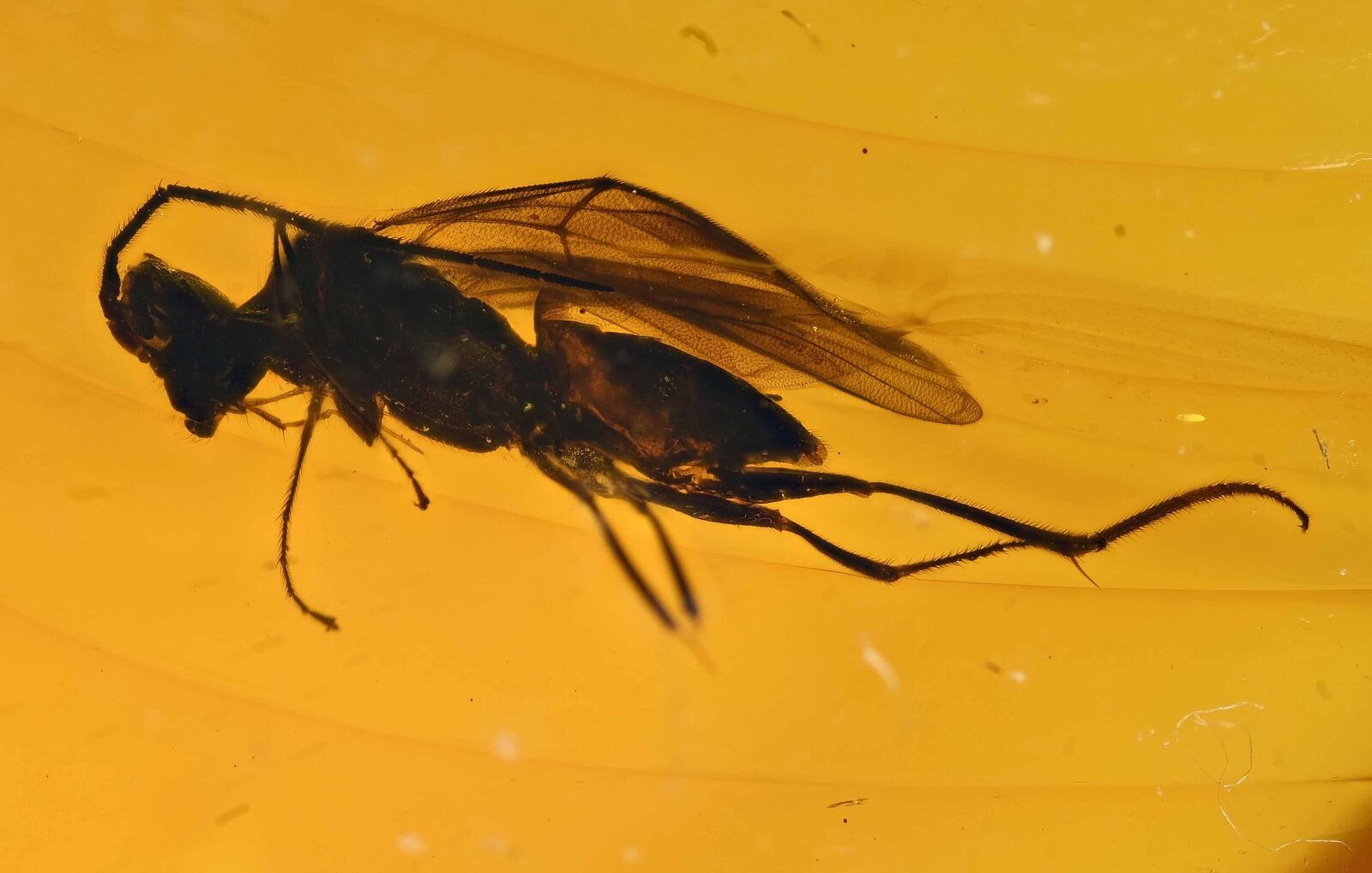 Detailed Hymenoptera (Wasp), Fossil Inclusion in Dominican Amber
