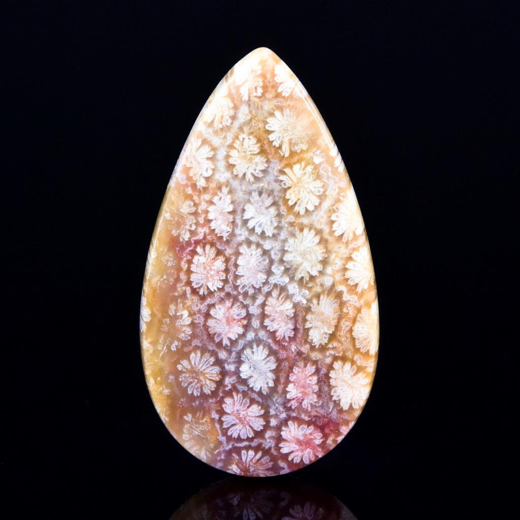 Natural Agatized Fossil Coral Round Cabochon with Flower Pattern Indonesia 6.53g