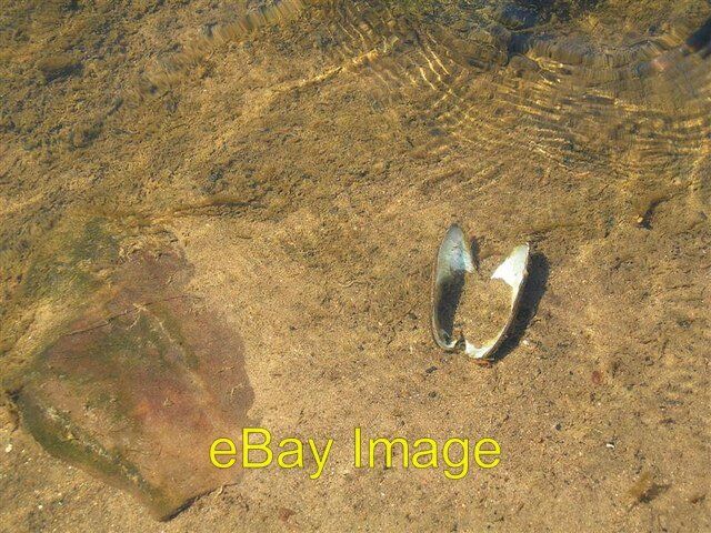 Photo 6x4 Freshwater Mussel Shell Wallacetown\\/NS2702 A freshwater mussel c2007