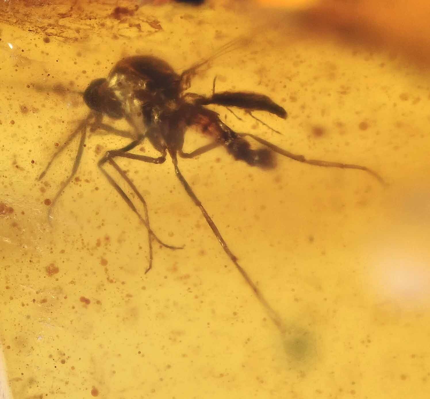 Parasitic or Phoretic Mite on Gnat, Fossil inclusion in Burmese Amber