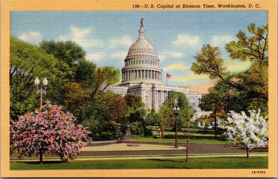 Washington DC US Capitol with Cherry Blossoms Vintage Postcard Unposted Unused