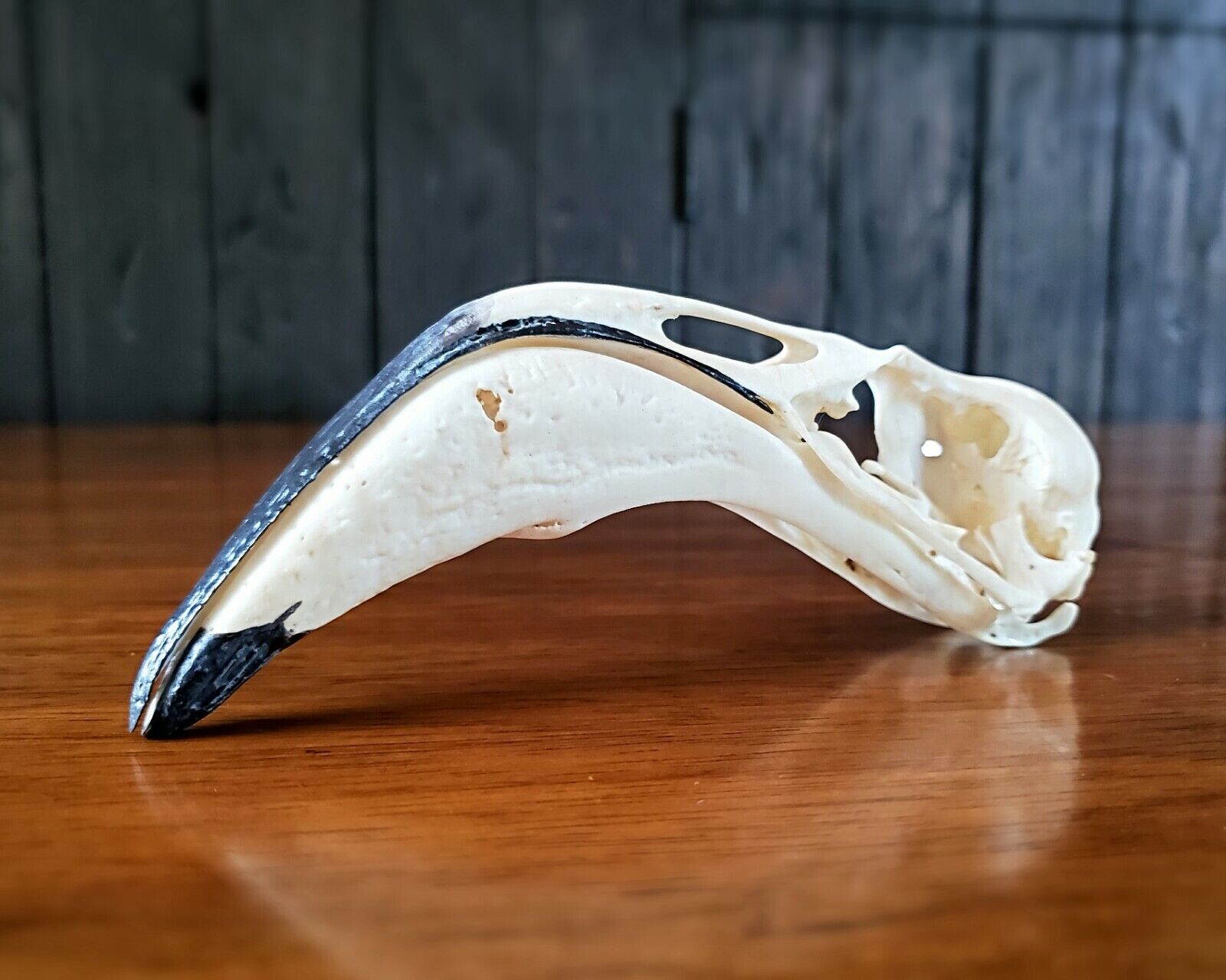 Replica Flamingo Skull, Greater Flamingo Skull, Oddities, Curiosities, Birds