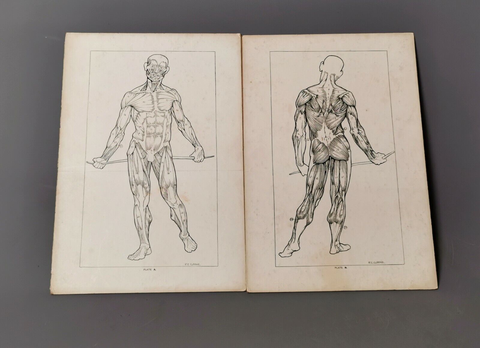 Vintage Anatomical prints, human muscular system, Medical collectables