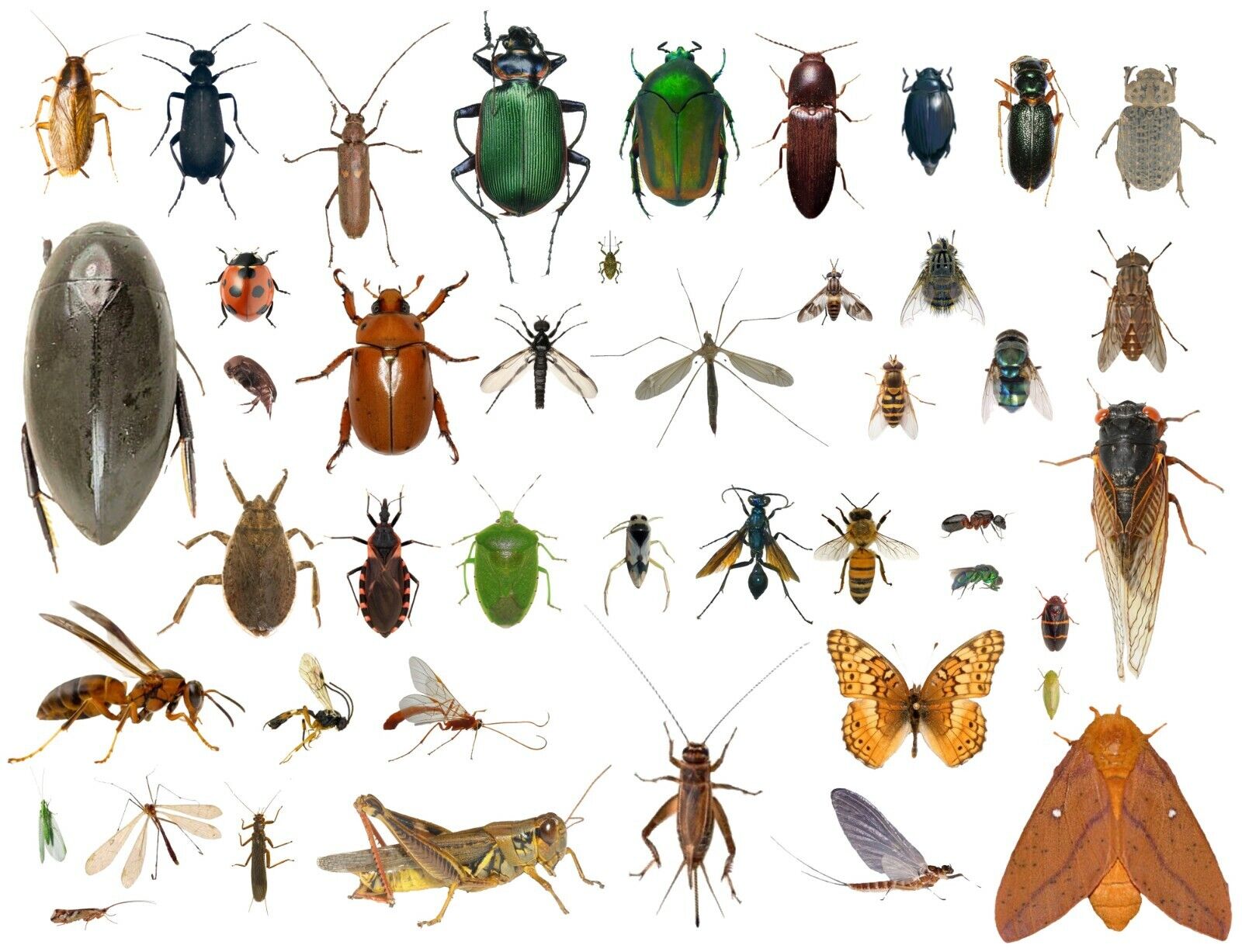 35+ Dead Bugs Entomology Class Insect Bug Collection IDENTIFIED USA In Alcohol
