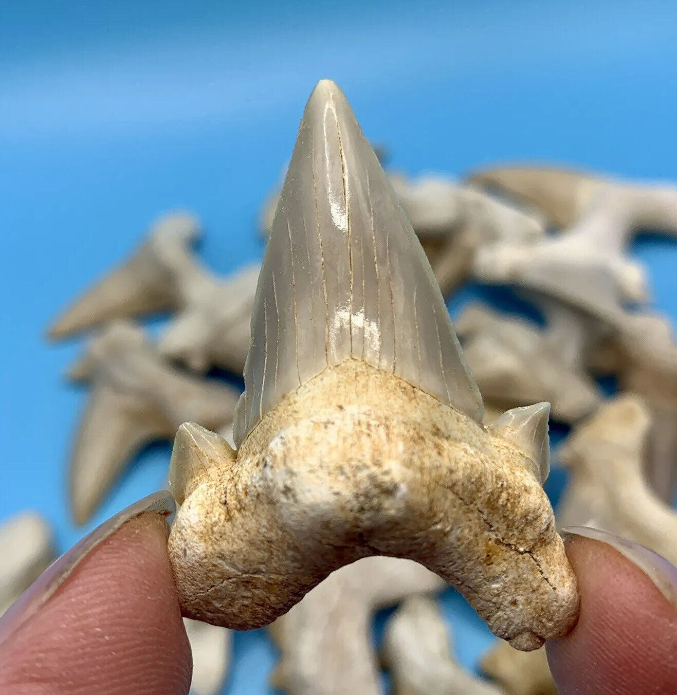 Otodus Shark Tooth - High Quality - Morrocco - Pre Megalodon - No Repairs/Glue