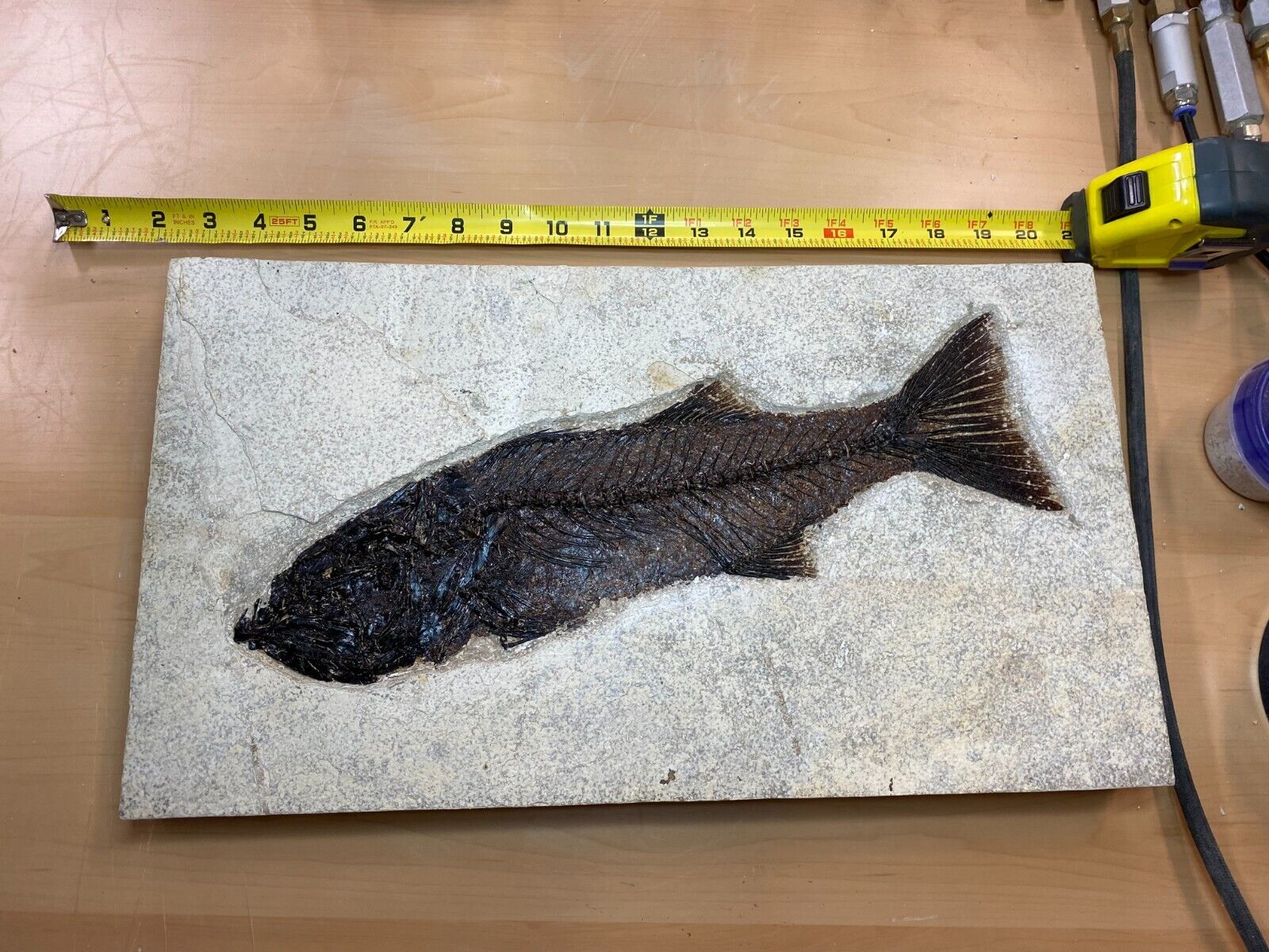 15 inch Mioplosus from the 18\