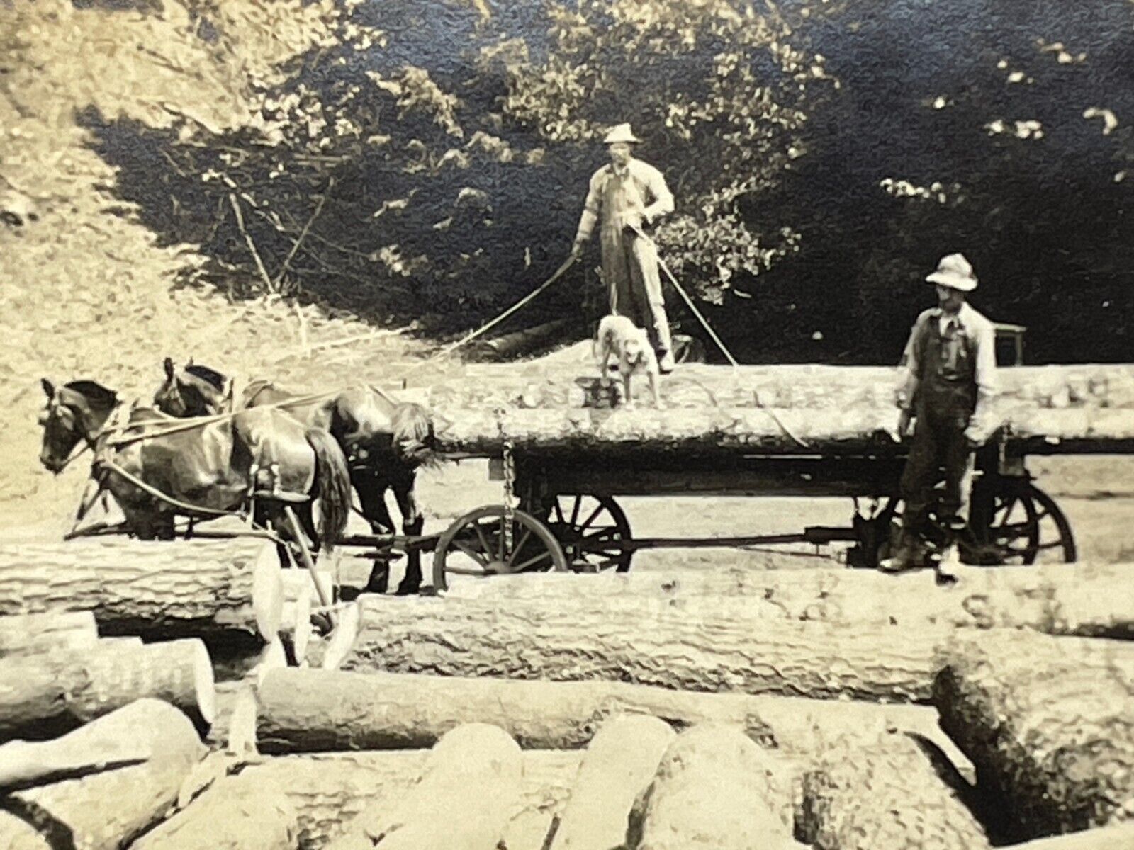 ZF Photograph Men Working Loggers Logging Tree Trunks Horses Pulling 1910-20\'s
