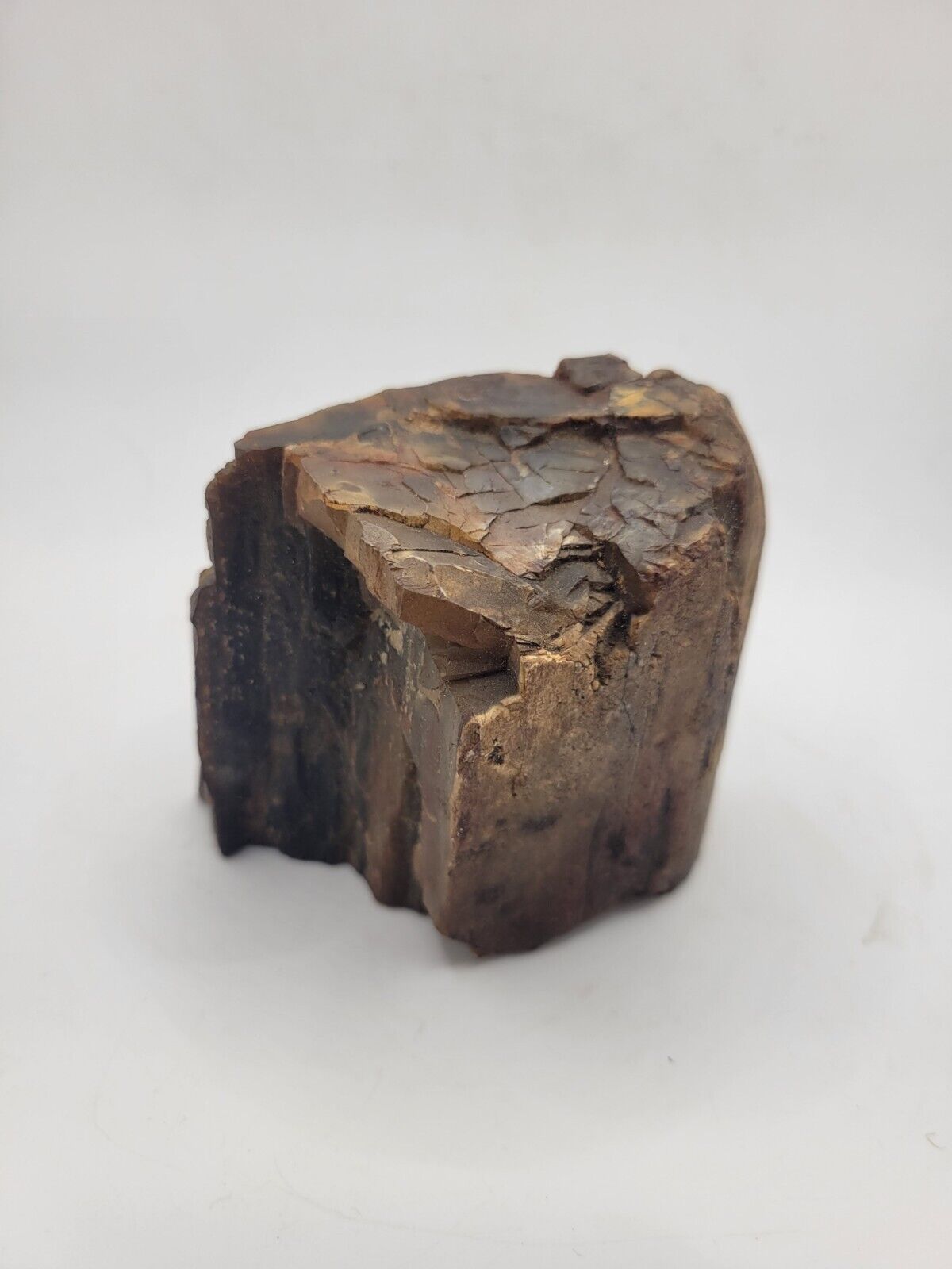 Petrified Wood Specimen Large Chunk Fossilized Smooth Display Piece 