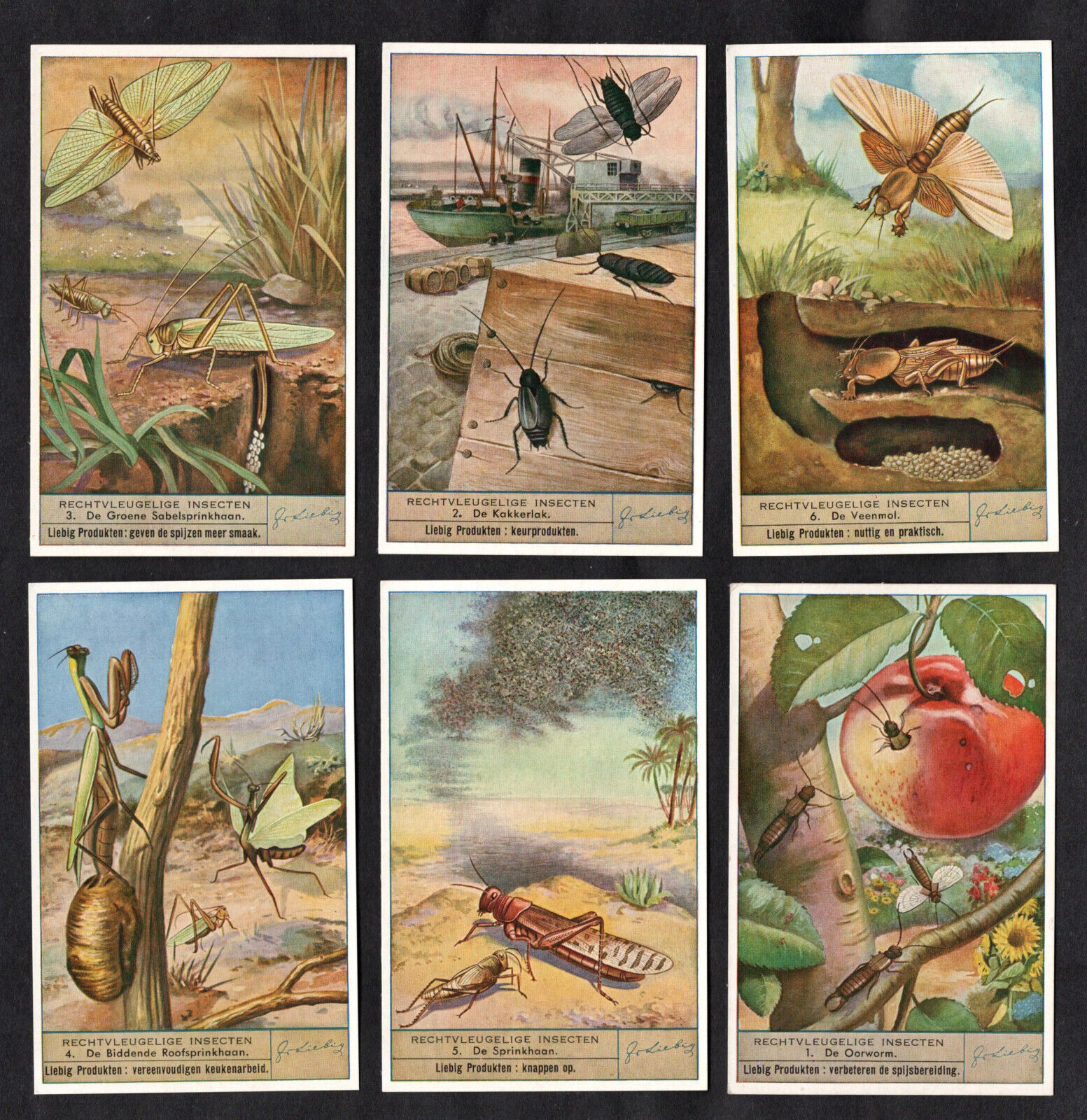 The Locust Family French Card Set Liebig 1947 Insectes Orthopteres Crop Pests