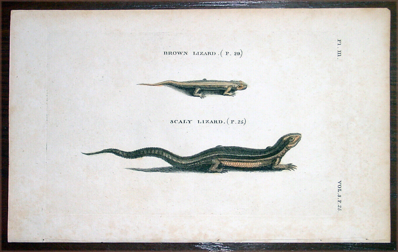 1777 Thomas Pennant Antique Reptile Print of Brown Lizard & Scaly Lizard