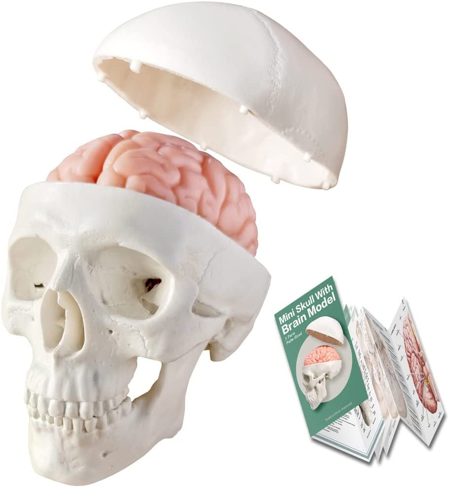 2024 New Human Skull Model,3 Part with 2-Part Human Brain;Half Life Size Skull w