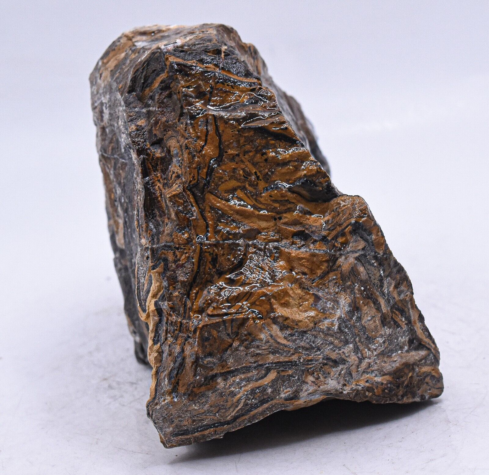 565g Waved Stromatolite Rough Natural Algae Fossil Gemstone Crystal Mineral Peru