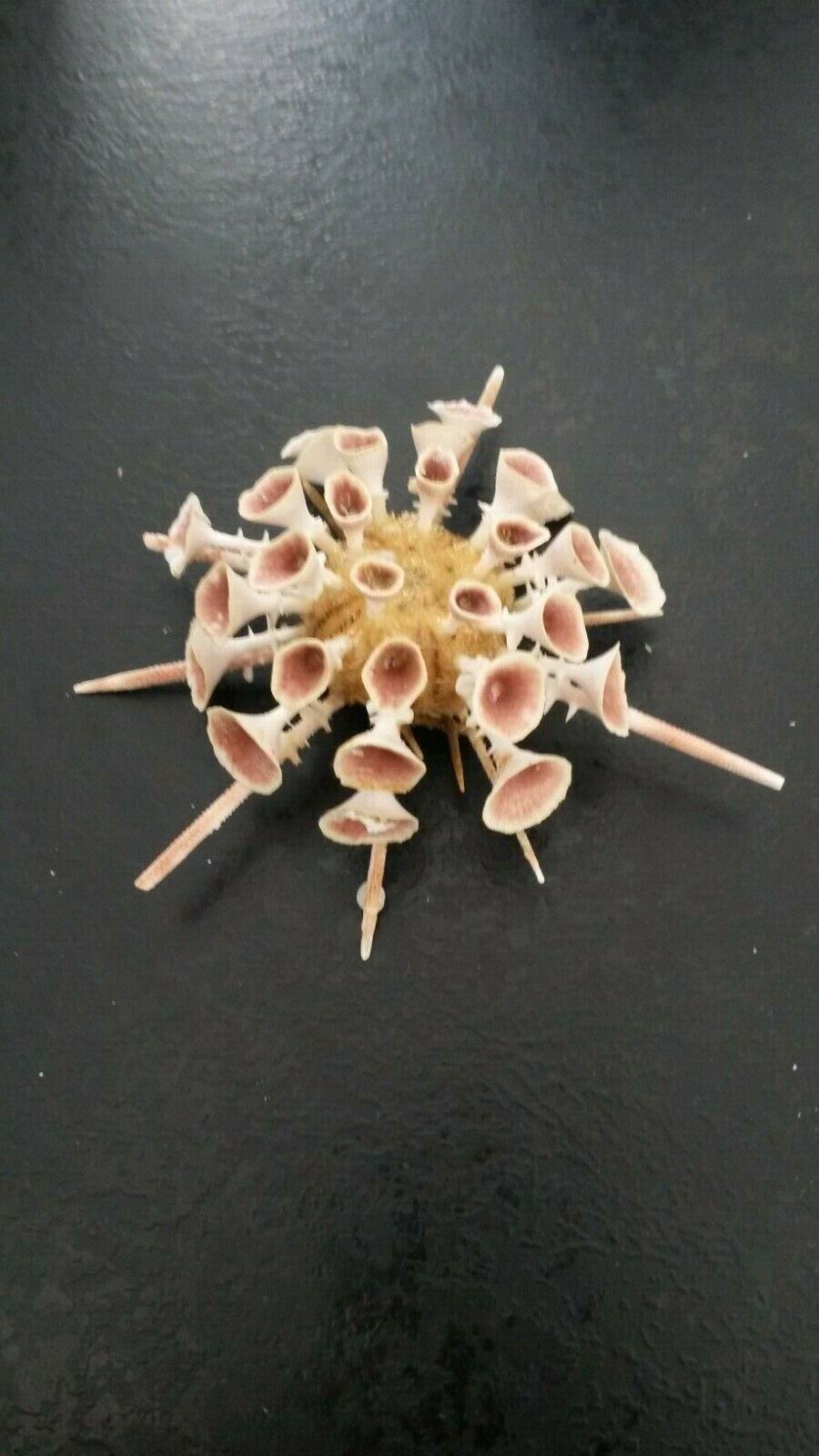 Rare Beautiful Goniocidaris Mikado Sea Urchin Current Bohol Philippines DD