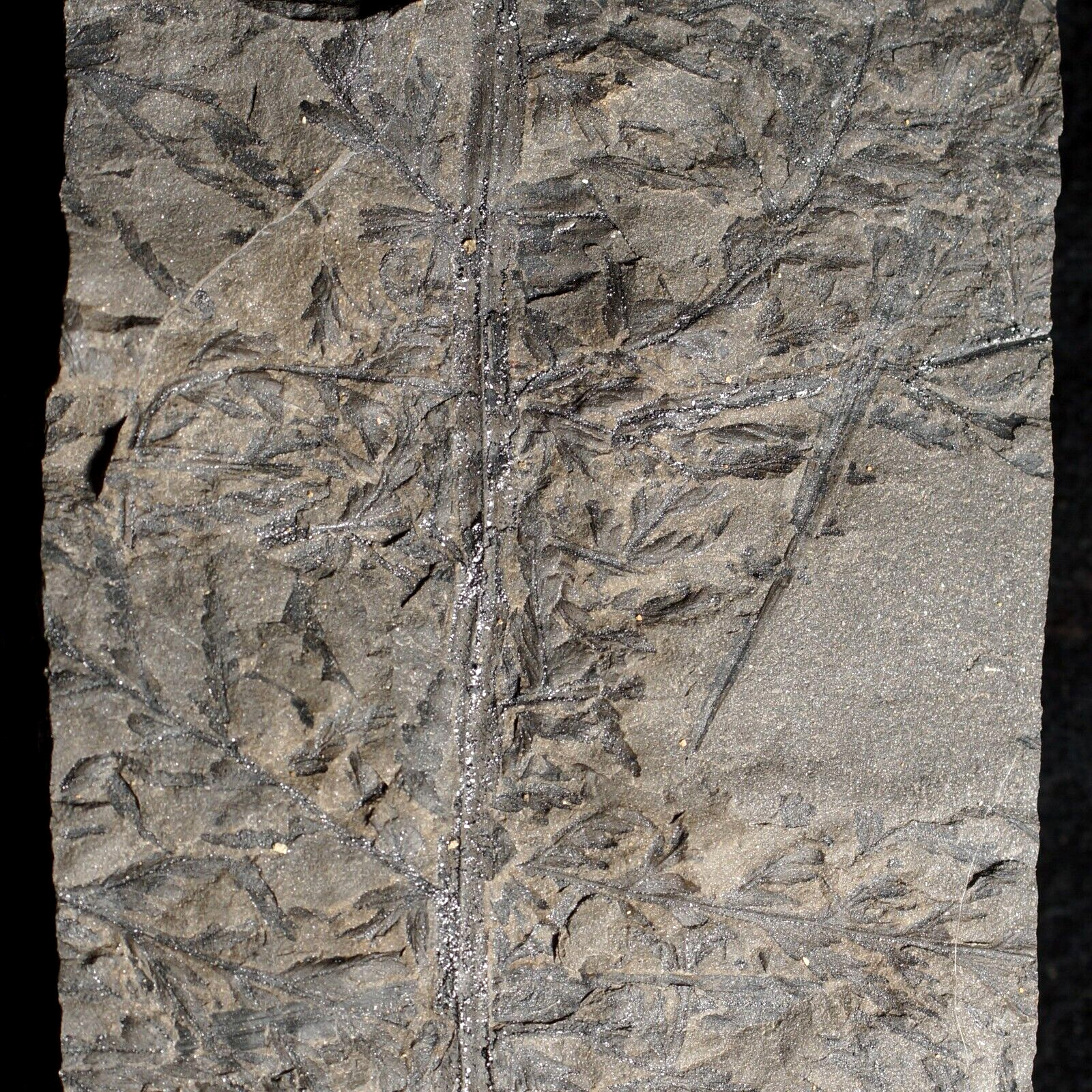 Rare namurian unknown fossil plant Rhodea ? primitive fern 