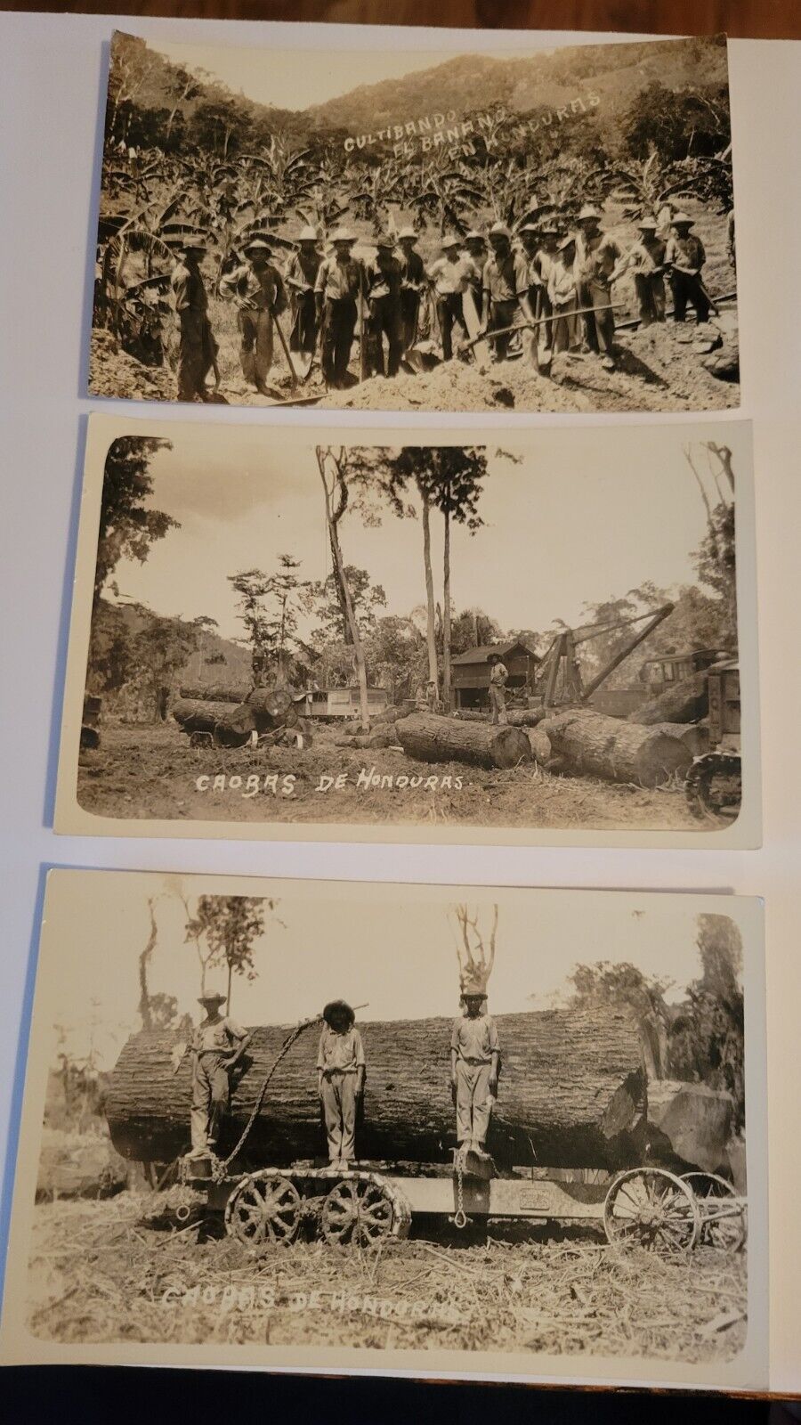 Vintage postcards - unused  - Honduras, -  Subject matter  - Mahogany & Banana 