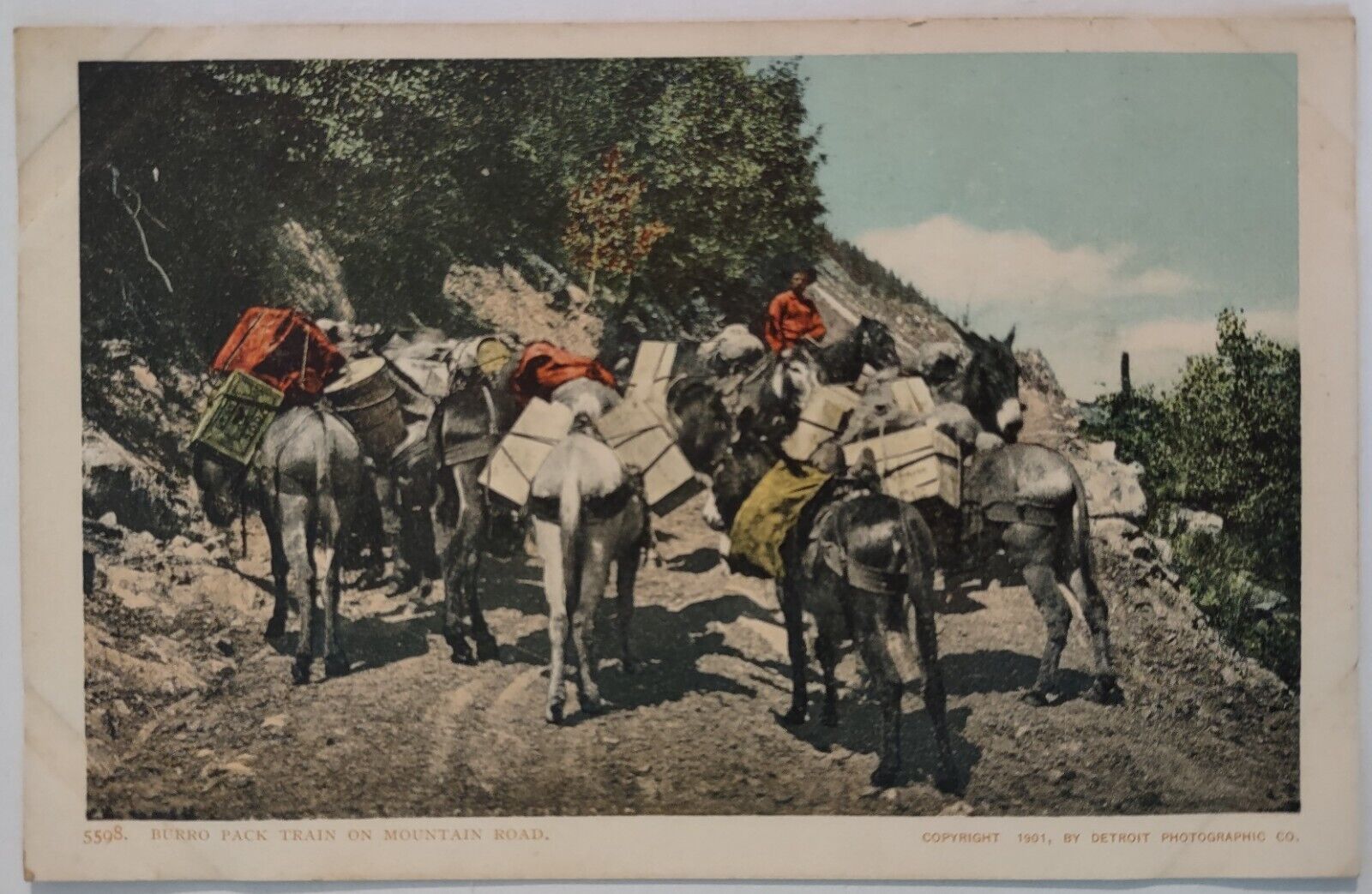 Vintage Postcard Burro Pack Train Donkeys Detroit Publishing