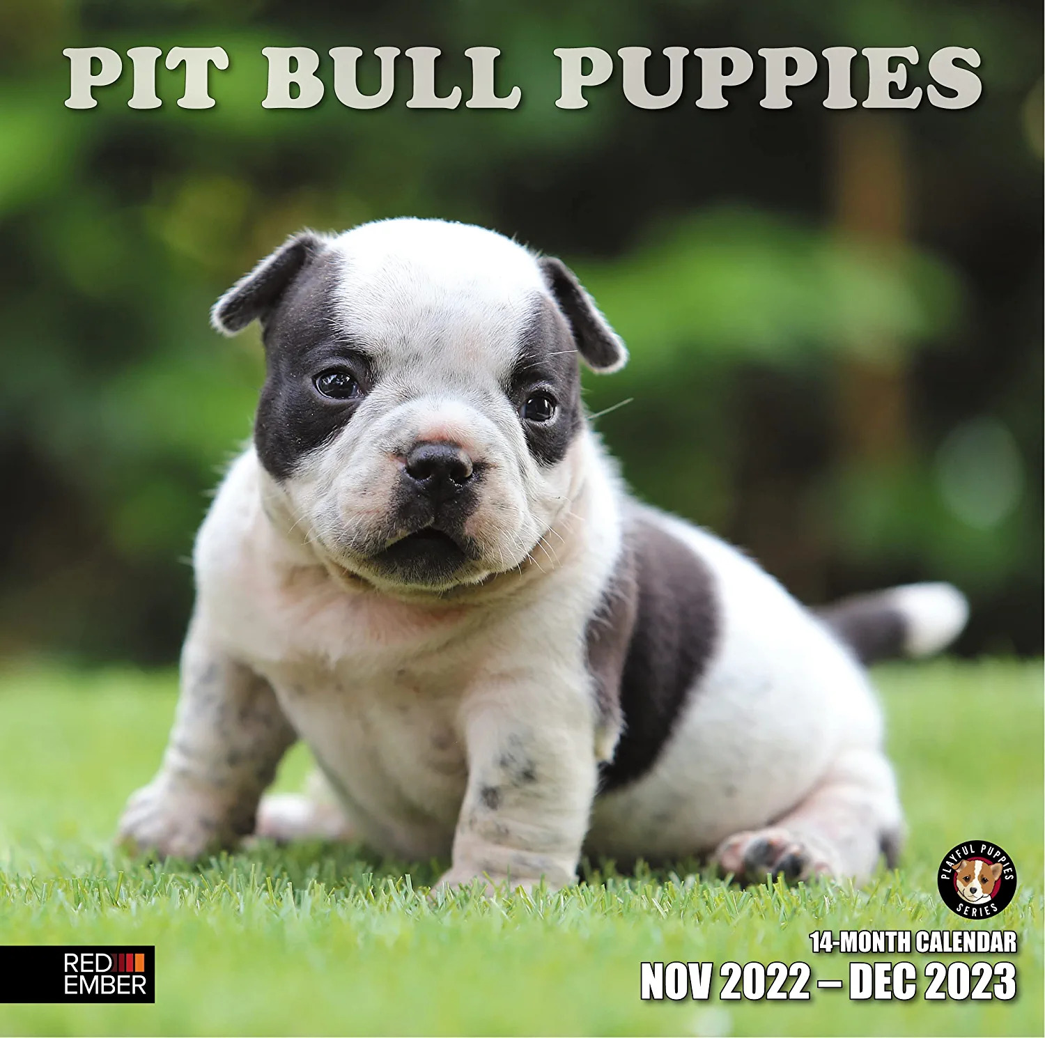 RED EMBER Pit Bull Puppies 2023 Wall Calendar | 12\