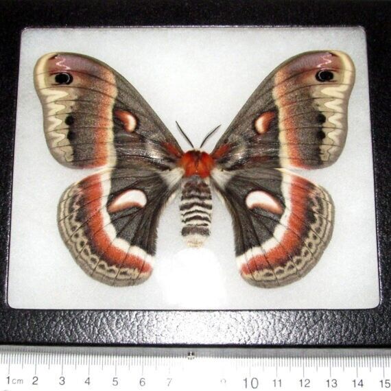 Hyalophora cecropia red saturn moth female Indiana USA FRAMED