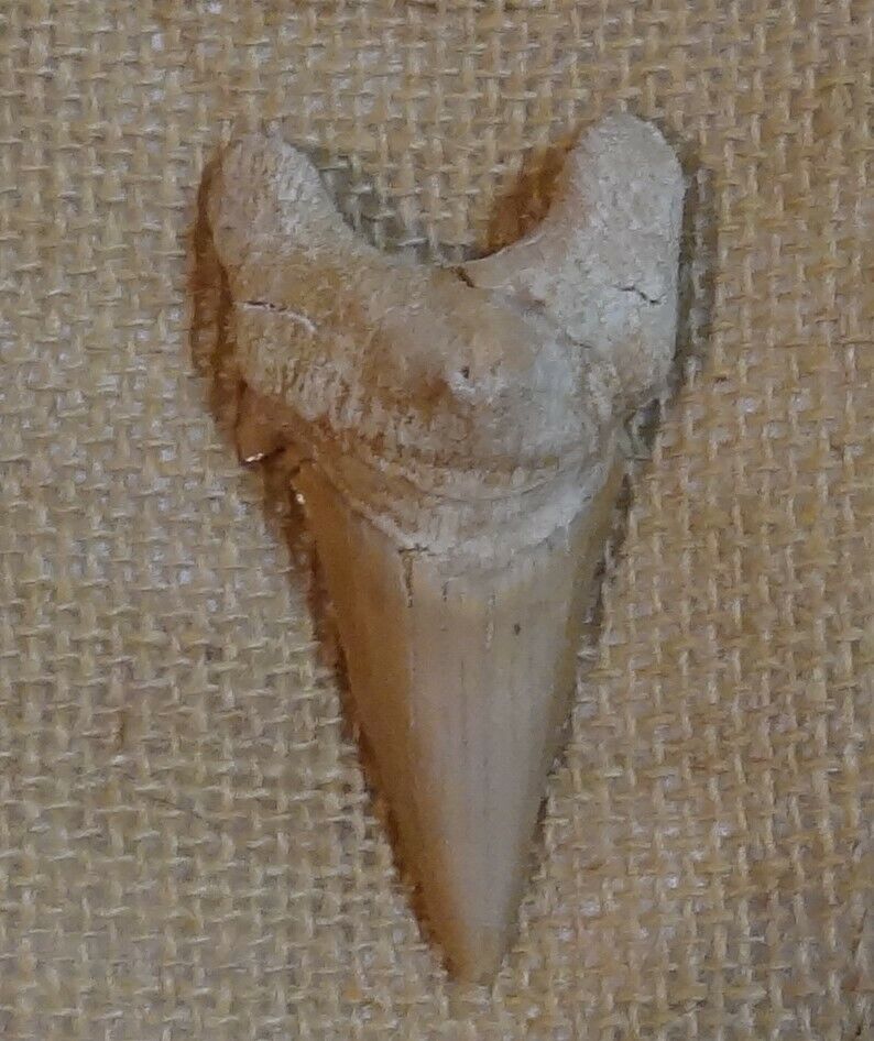 Extinct Otodus Mackerel Megatoothed Shark Tooth Length 2.75\