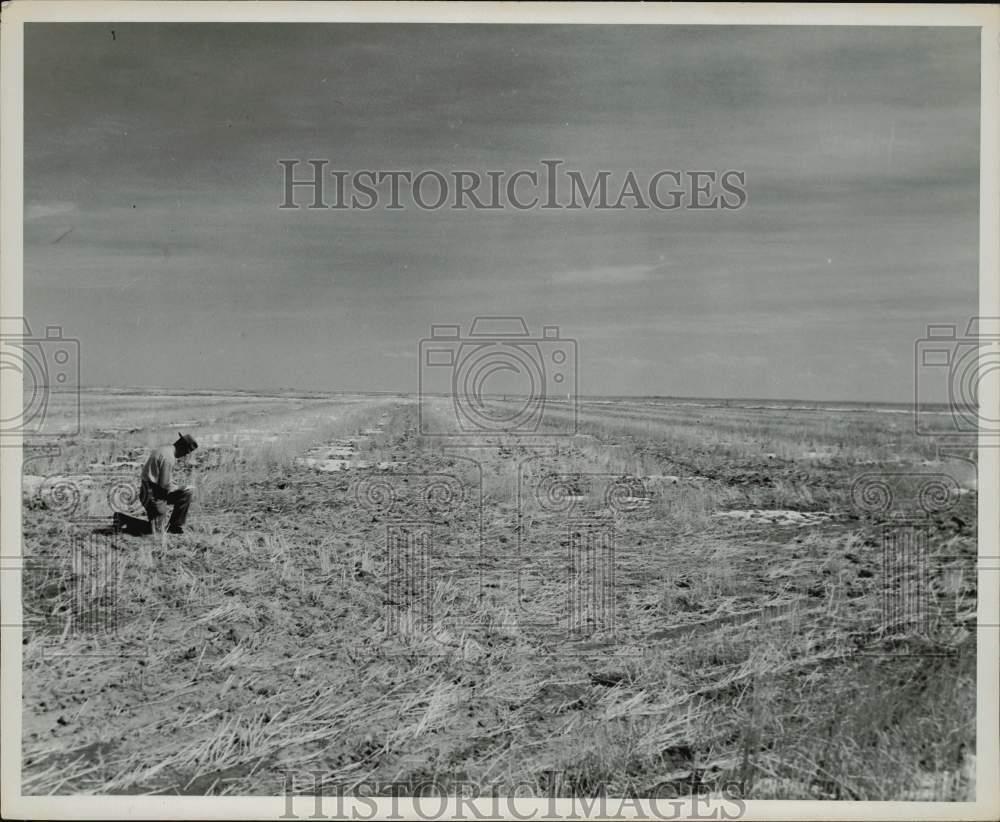 1953 Press Photo Stubble Mulch Fallow Prevents Soil Erosion, Kiowa County, CO