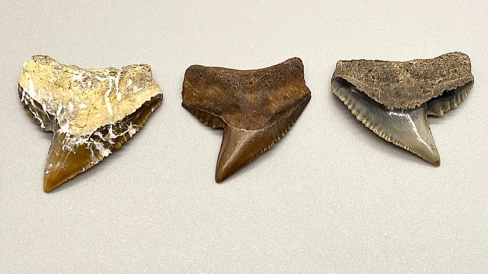 Group of 3 Very Nice And Colorful Fossil TIGER SHARK Teeth - Florida, USA