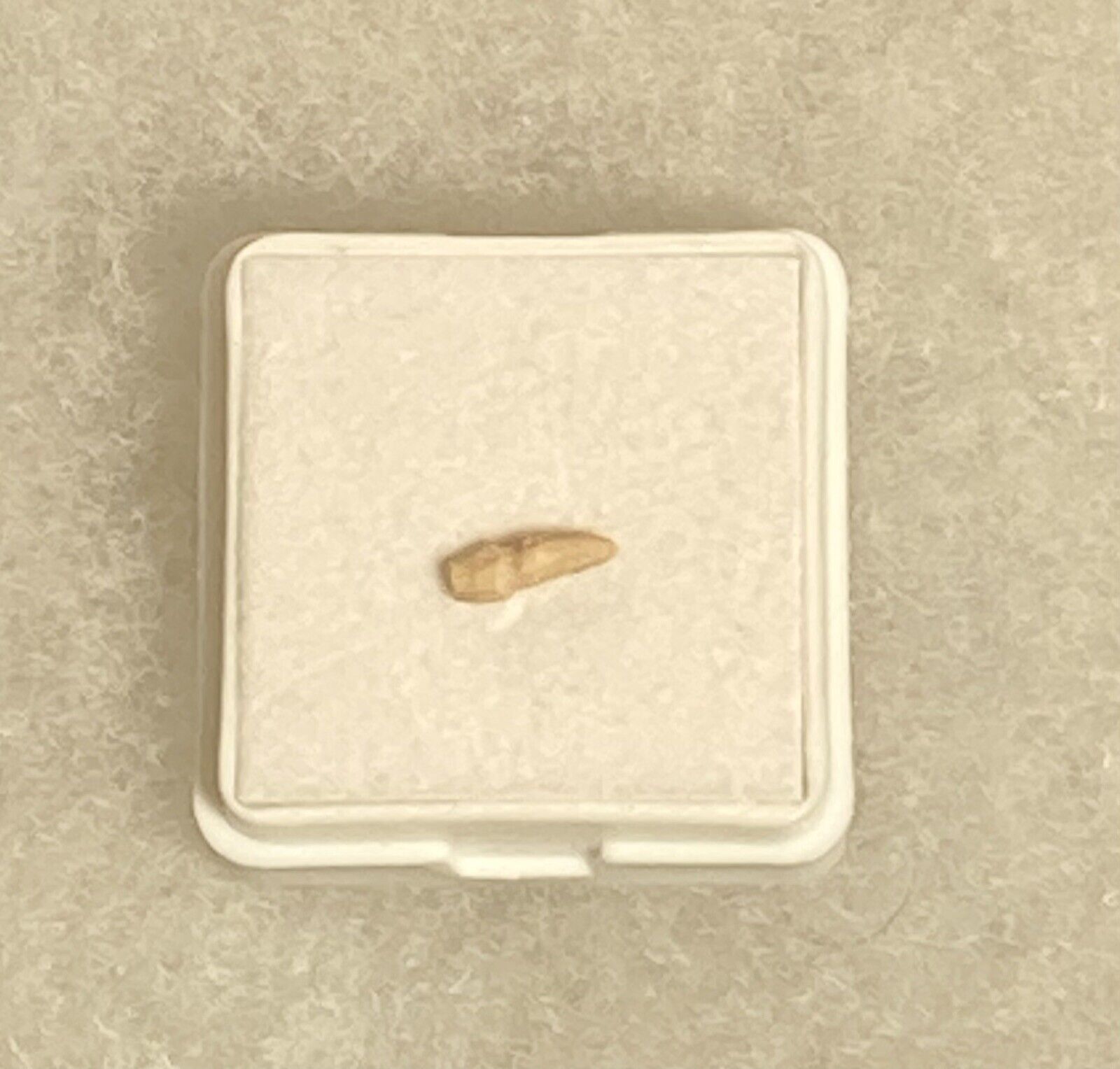 Porpoise Tooth from Shark Tooth Hill - Ernst Quarry: Bakersfield, California