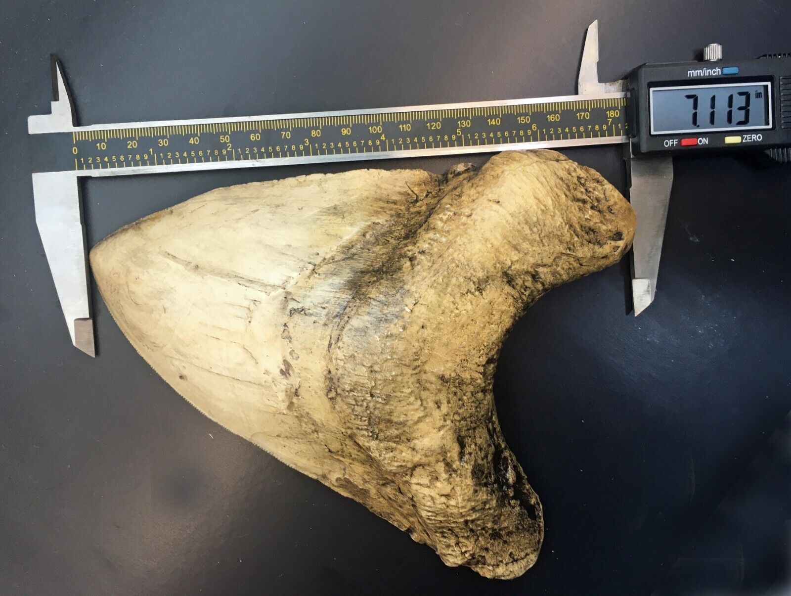 World Record Megalodon Shark Tooth Over 7 Inches (replica) #3050