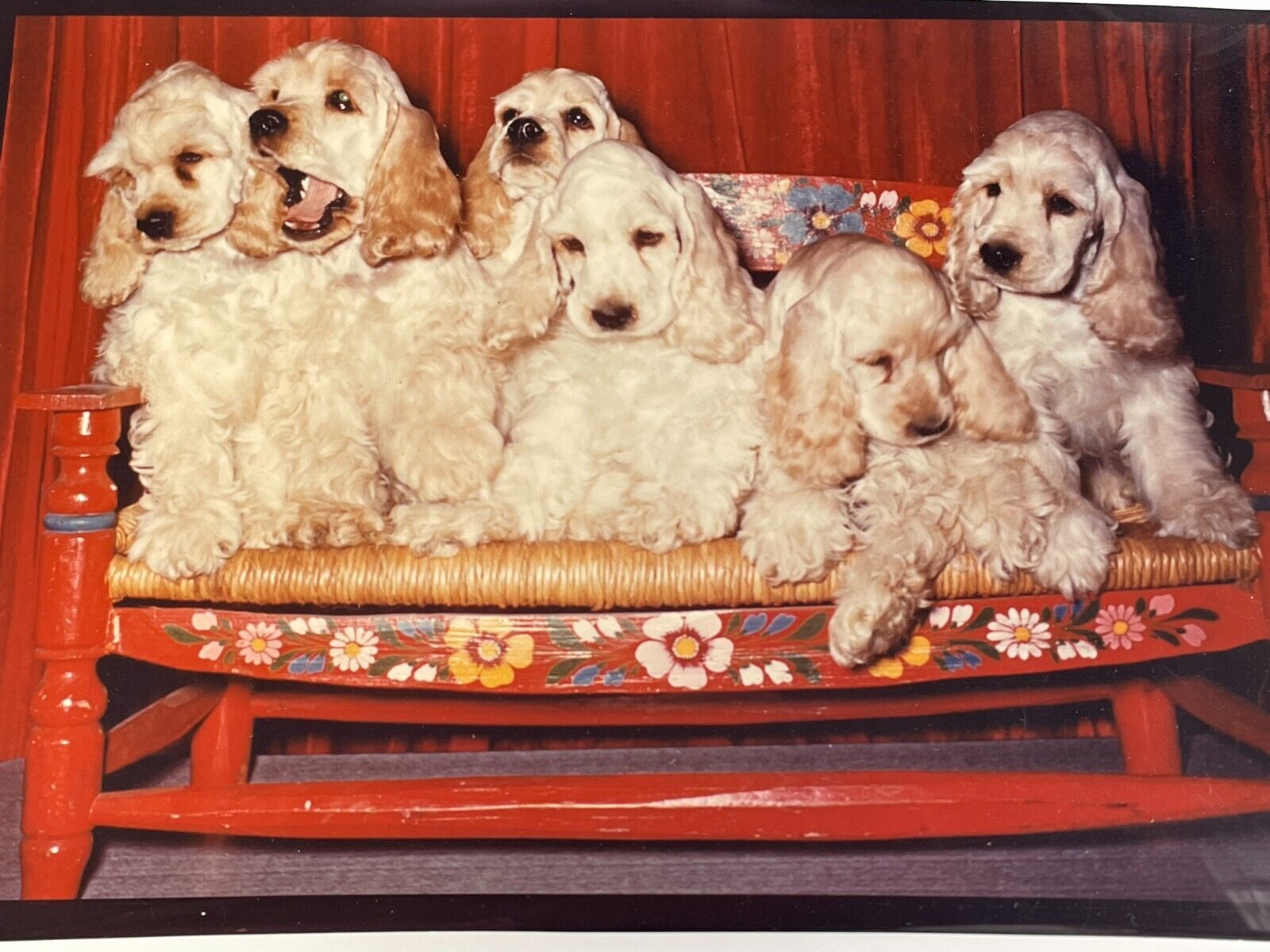 K7 Photograph Cute Adorable Group Of Cocker Spaniel Puppies Dogs 5x7