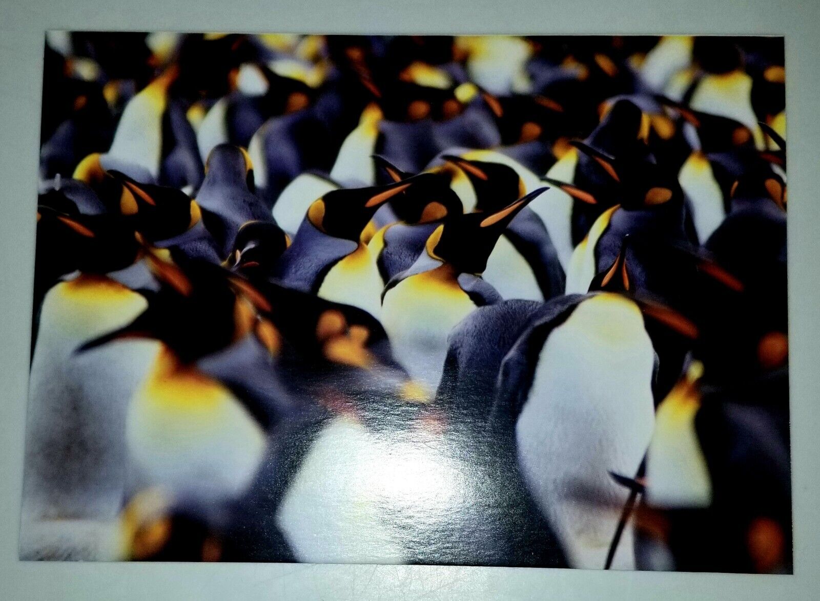 Emperor Penguins Note Card. 5 & 7 In. Colorful Nature.  With Penguin Envelope