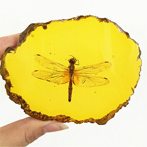 Beautiful Amber Dragonfly Fossil Insects Manual Polishing Decorative Pieces